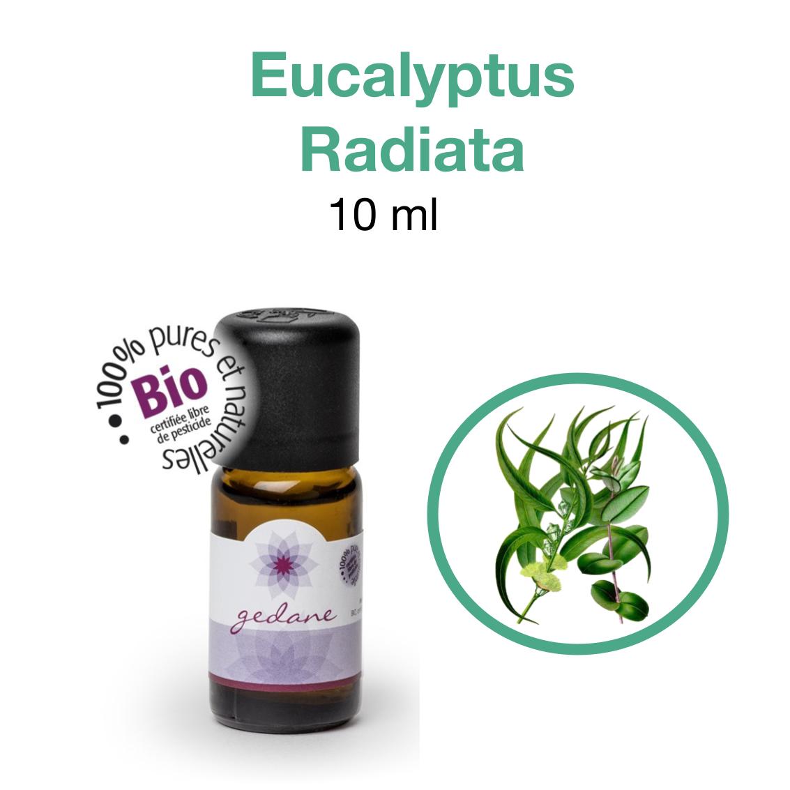 Huiles-essentielles • Eucalyptus Radiata Gedane